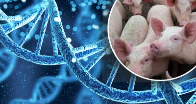 DNA discovery could pave the way to healthier pigs